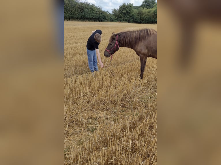 Icelandic Horse Gelding 5 years 13,1 hh Smoky-Black in Nottfeld