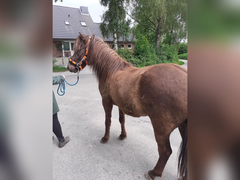 Icelandic Horse Gelding 5 years 13,1 hh Smoky-Black in Nottfeld