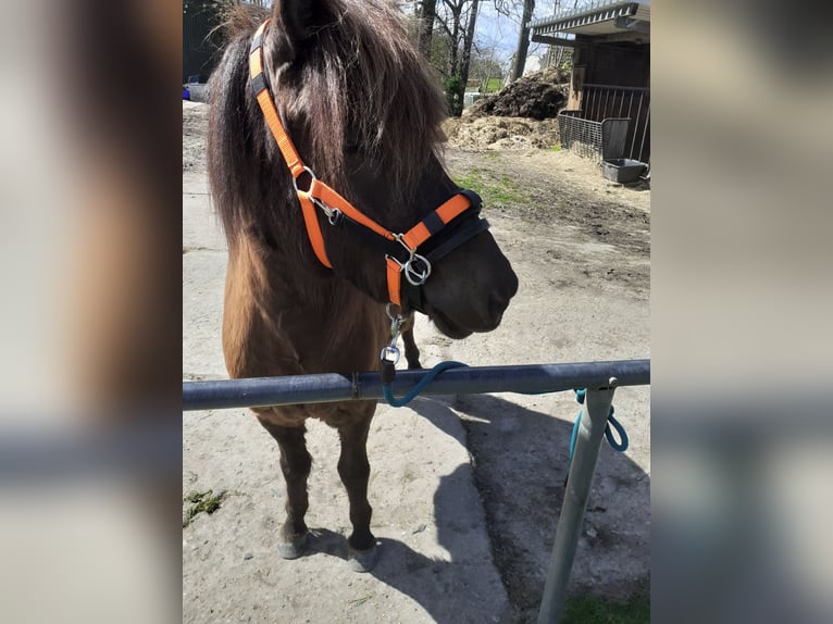 Icelandic Horse Gelding 5 years 13,1 hh Smoky-Black in Nottfeld