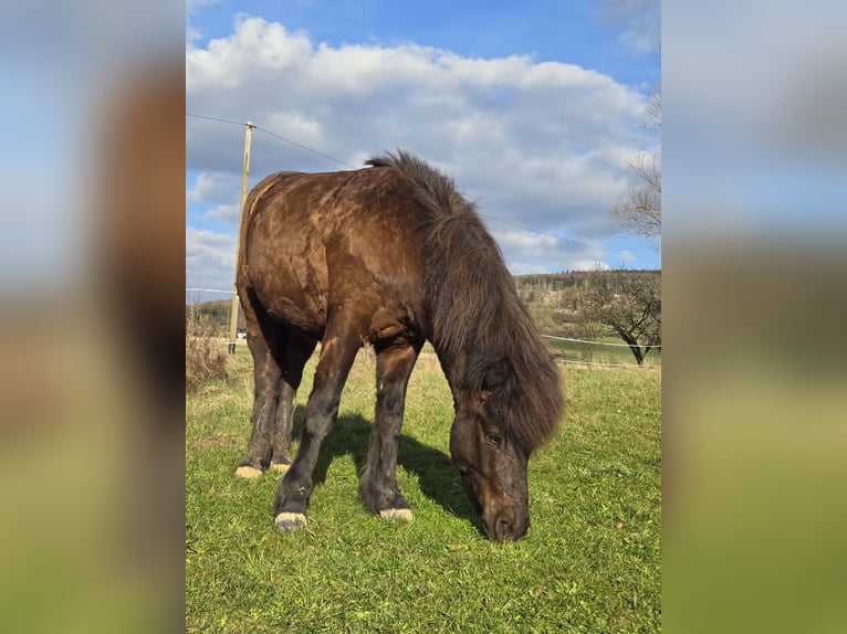 Icelandic Horse Gelding 5 years 13.1 hh Smoky-Black in Großalmerode