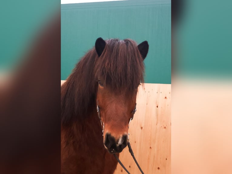 Icelandic Horse Gelding 5 years 13,2 hh Bay-Dark in Martfeld