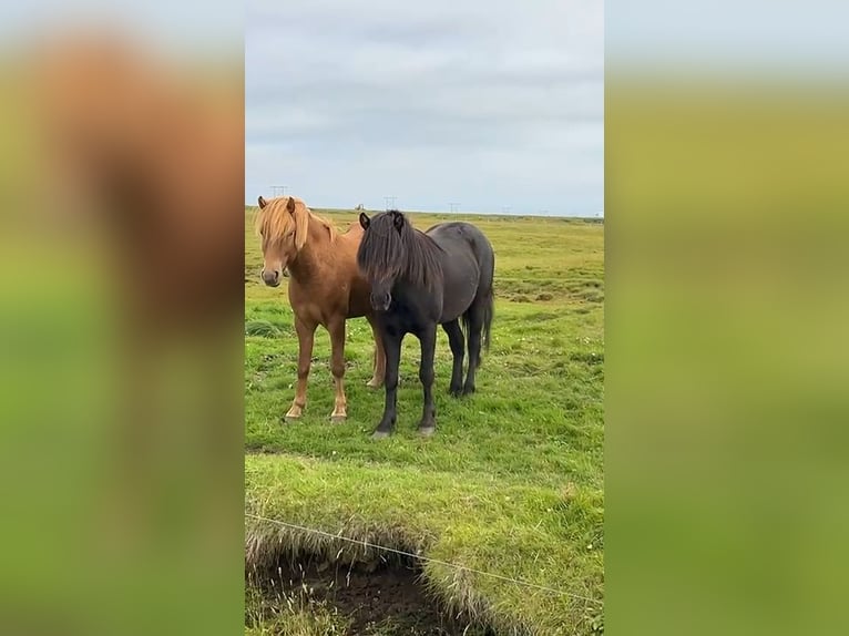 Icelandic Horse Gelding 5 years 13.2 hh Black in Hvolsvelli