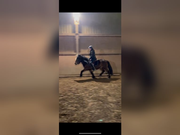 Icelandic Horse Gelding 5 years 13,2 hh Brown in Sangerhof