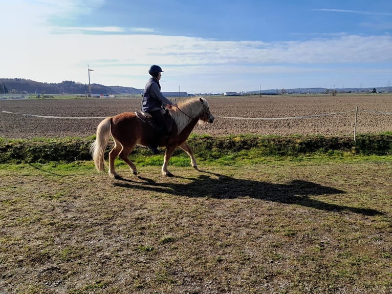 Icelandic Horse Gelding 5 years 13.2 hh Chestnut-Red in Buch