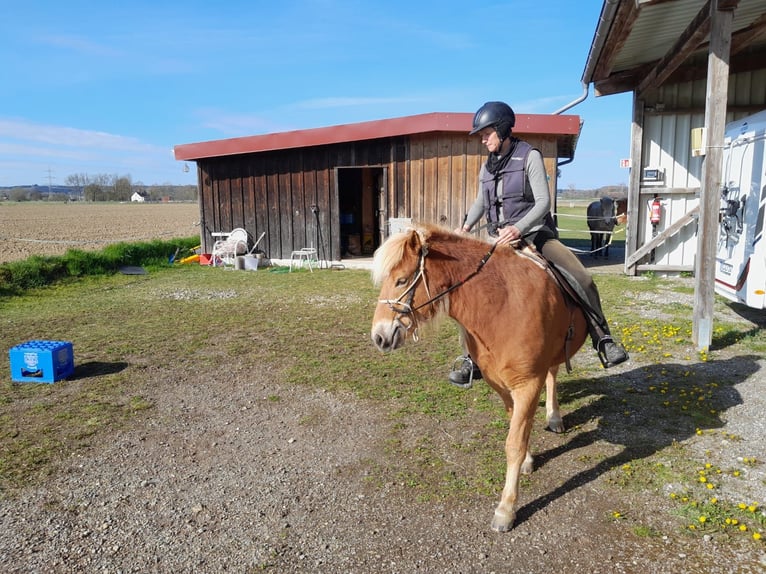 Icelandic Horse Gelding 5 years 13.2 hh Chestnut-Red in Buch
