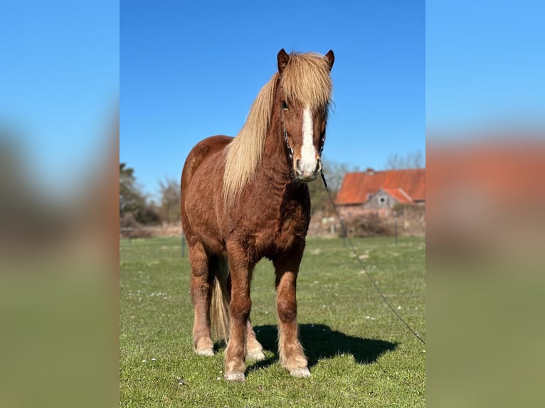 Icelandic Horse Gelding 5 years 13.2 hh Chestnut-Red in Hohenfelde