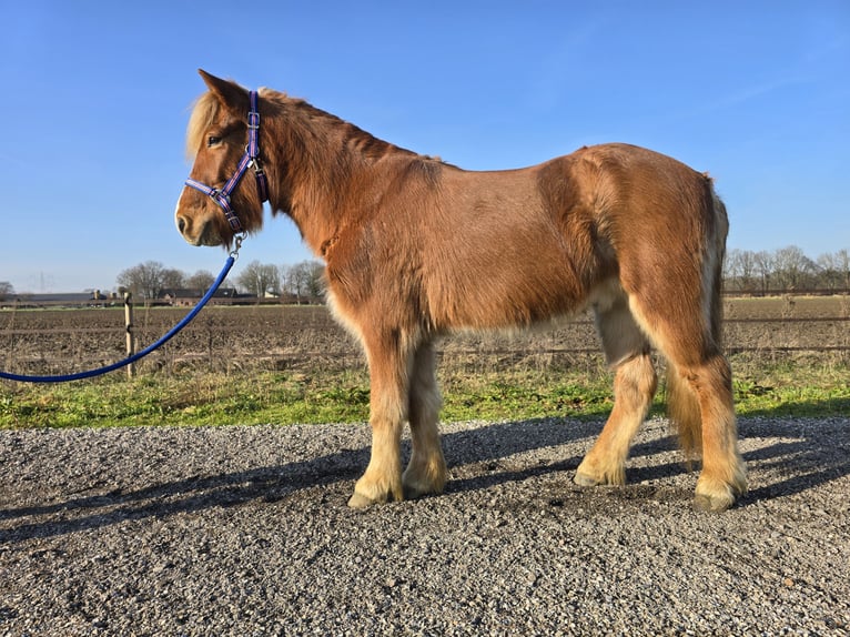 Icelandic Horse Gelding 5 years 13.2 hh Chestnut-Red in Wanroij
