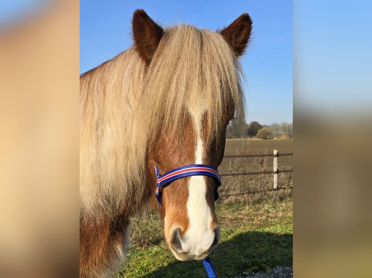 Icelandic Horse Gelding 5 years 13.2 hh Chestnut-Red in Wanroij