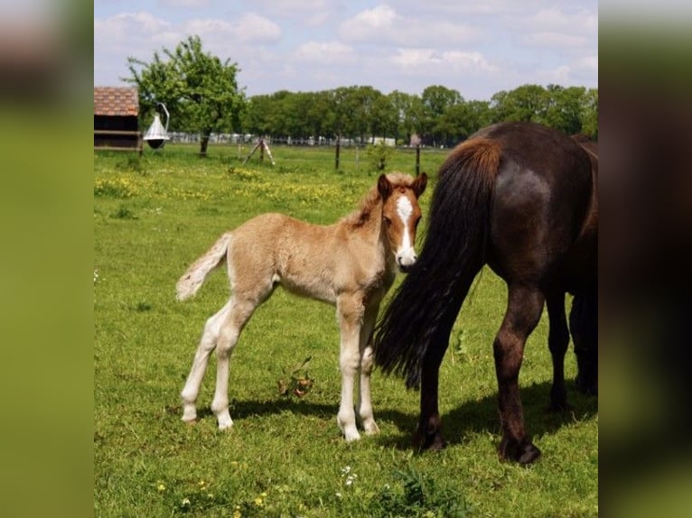 Icelandic Horse Gelding 5 years 13.2 hh Chestnut-Red in Wanroij