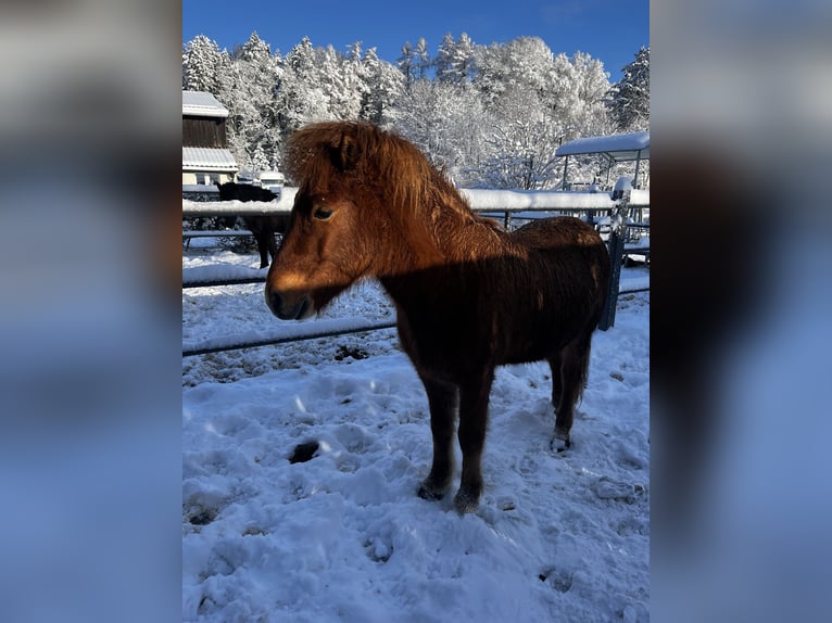 Icelandic Horse Gelding 5 years 13,2 hh Chestnut-Red in Horgenberg