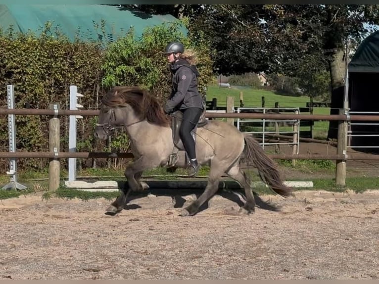 Icelandic Horse Gelding 5 years 13,2 hh Dun in Fronreute