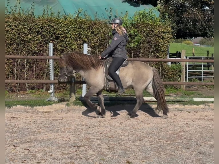 Icelandic Horse Gelding 5 years 13,2 hh Dun in Fronreute