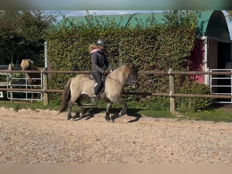 Icelandic Horse Gelding 5 years 13,2 hh Dun in Fronreute