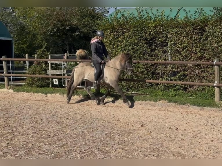 Icelandic Horse Gelding 5 years 13,2 hh Dun in Fronreute