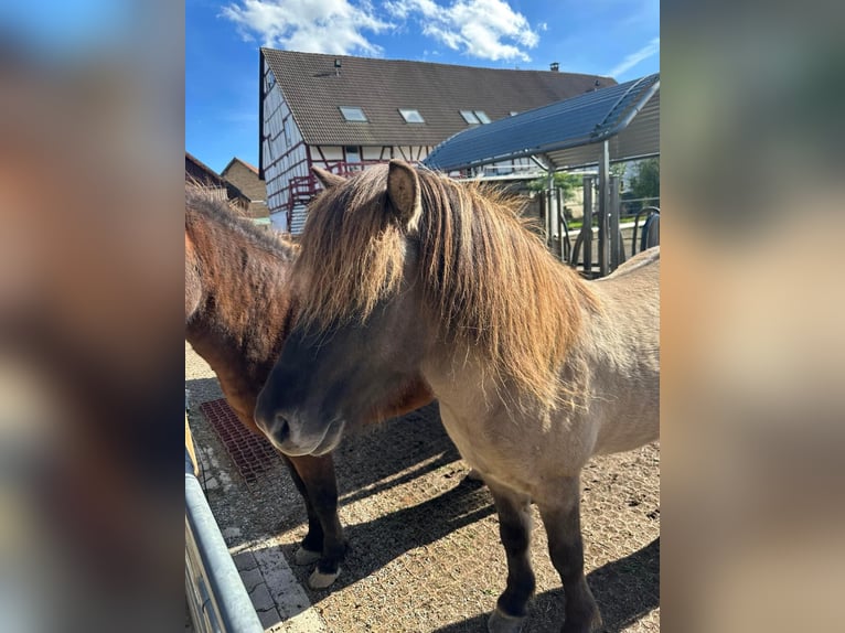 Icelandic Horse Gelding 5 years 13,2 hh Dun in Fronreute