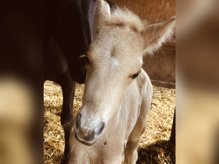 Icelandic Horse Gelding 5 years 13,2 hh Palomino in Dorsten