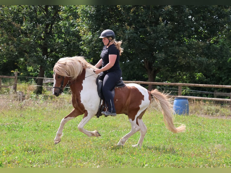 Icelandic Horse Gelding 5 years 13,2 hh Pinto in Minderlittgen