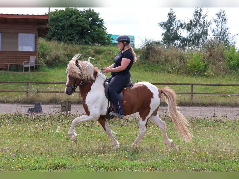 Icelandic Horse Gelding 5 years 13,2 hh Pinto in Minderlittgen