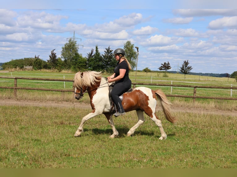 Icelandic Horse Gelding 5 years 13,2 hh Pinto in Minderlittgen