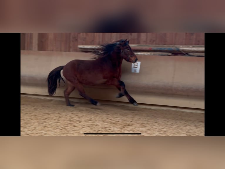 Icelandic Horse Gelding 5 years 13,3 hh Brown in Fronreute