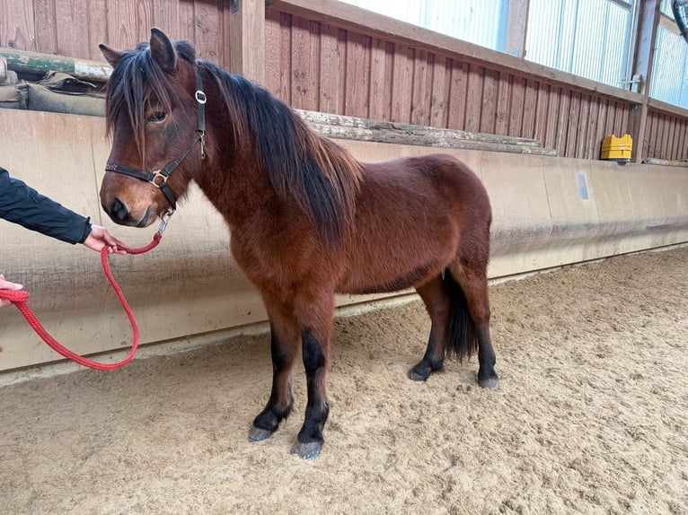 Icelandic Horse Gelding 5 years 13,3 hh Brown in Fronreute