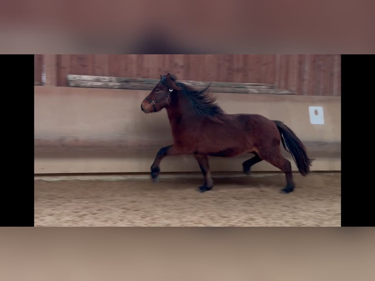 Icelandic Horse Gelding 5 years 13,3 hh Brown in Fronreute