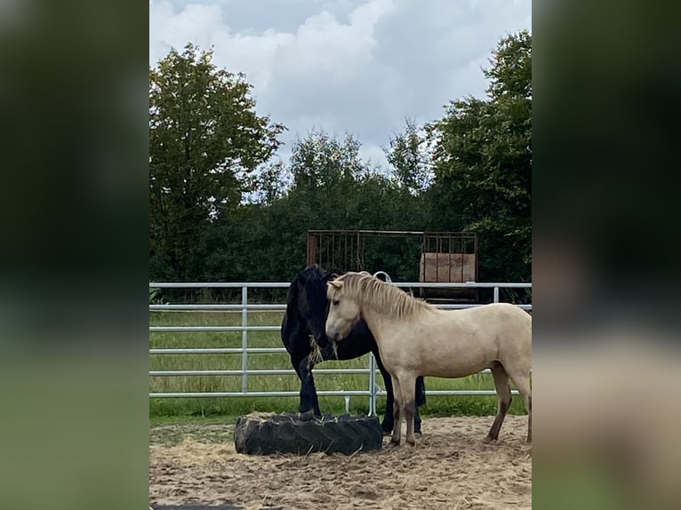 Icelandic Horse Gelding 5 years 13,3 hh Dun in Satrup