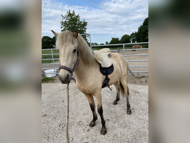 Icelandic Horse Gelding 5 years 13,3 hh Dun in Satrup