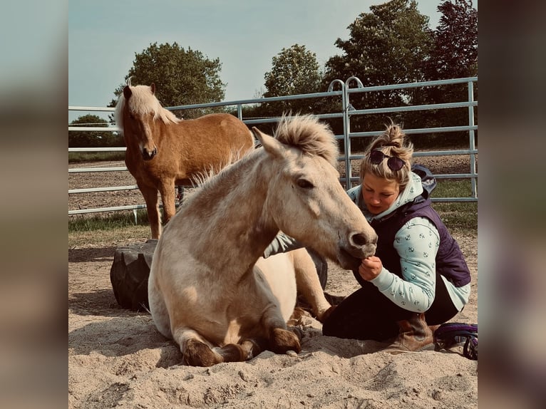 Icelandic Horse Gelding 5 years 13,3 hh Dun in Satrup