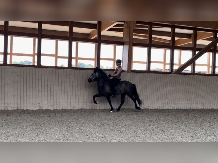 Icelandic Horse Gelding 5 years 13.3 hh Grey-Dark-Tan in Soltau