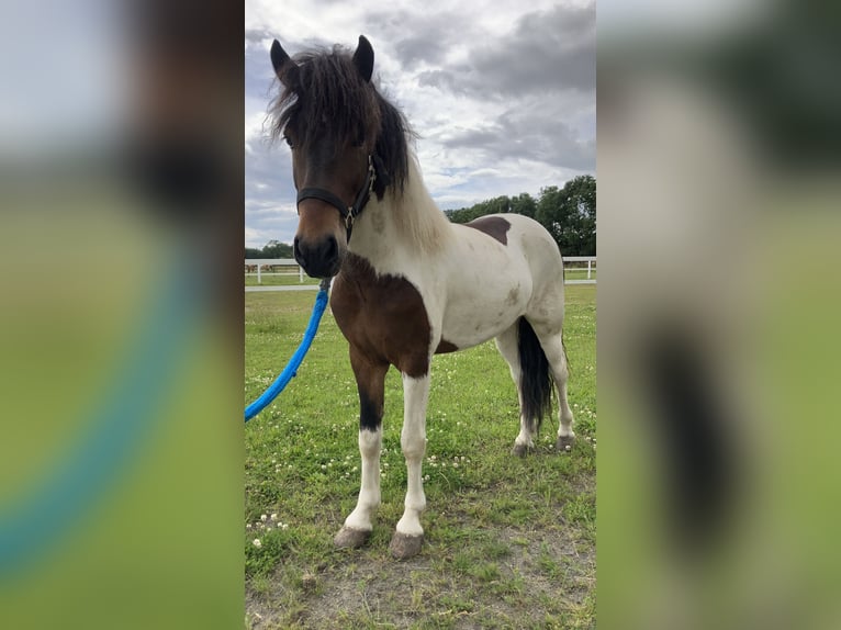 Icelandic Horse Gelding 5 years 13,3 hh Pinto in Bücken