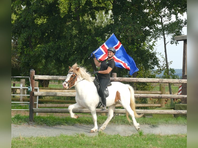 Icelandic Horse Gelding 5 years 13,3 hh Pinto in Euskirchen