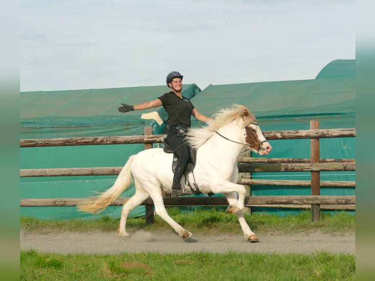 Icelandic Horse Gelding 5 years 13,3 hh Pinto in Euskirchen