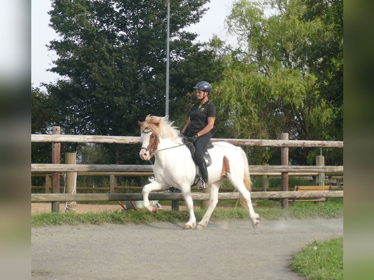 Icelandic Horse Gelding 5 years 13,3 hh Pinto in Euskirchen