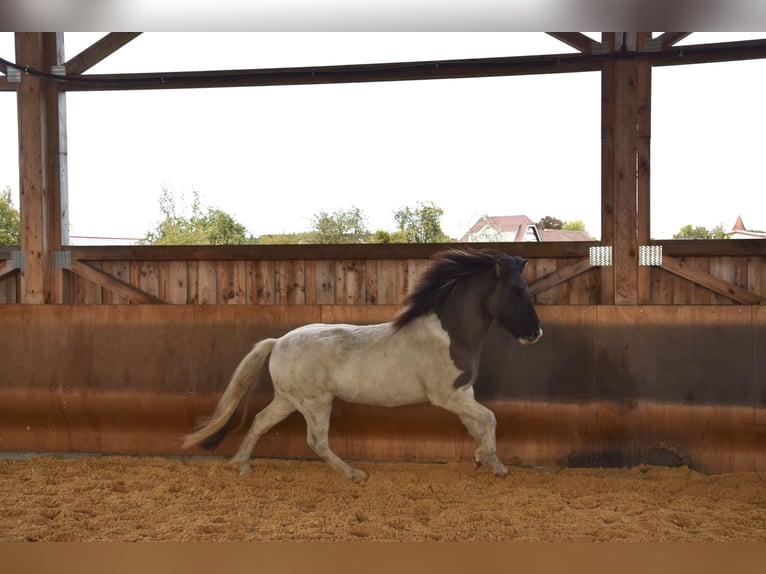 Icelandic Horse Gelding 5 years 13,3 hh Pinto in Ravensburg