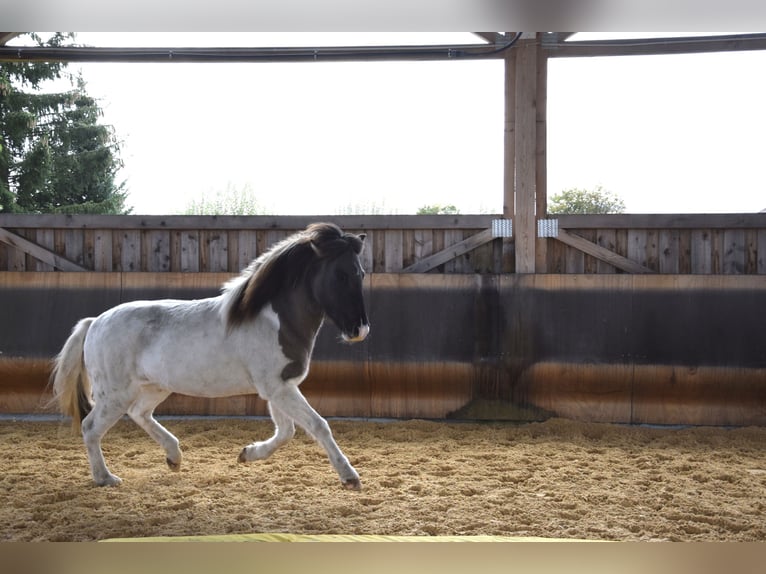 Icelandic Horse Gelding 5 years 13,3 hh Pinto in Ravensburg