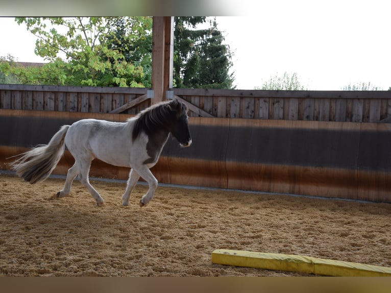 Icelandic Horse Gelding 5 years 13,3 hh Pinto in Ravensburg