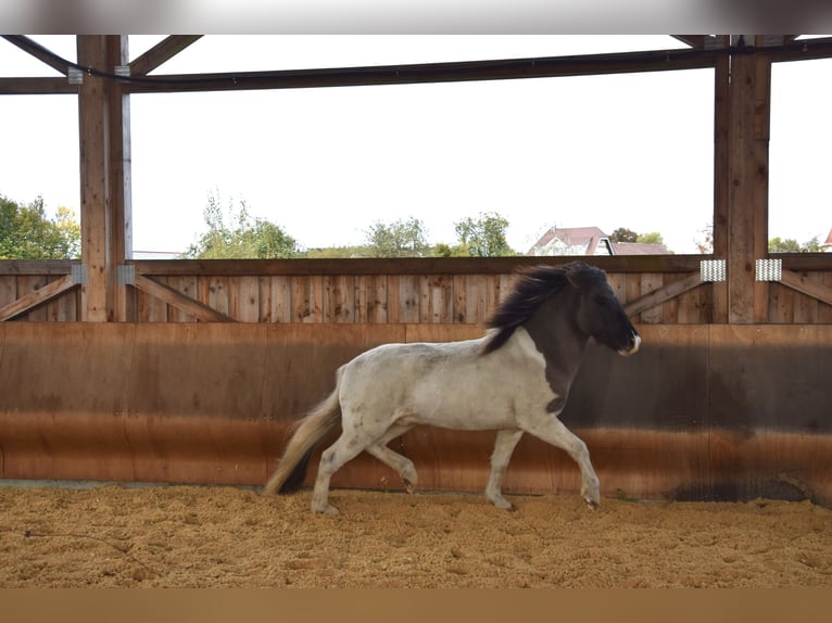 Icelandic Horse Gelding 5 years 13,3 hh Pinto in Ravensburg