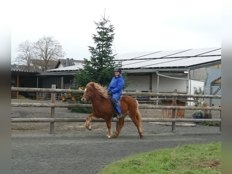 Icelandic Horse Gelding 5 years 13 hh Chestnut-Red in Euskirchen