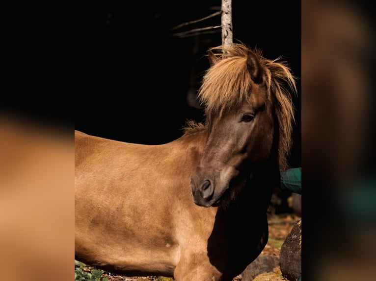 Icelandic Horse Gelding 5 years 13,1 hh Black in Kleines Wiesental