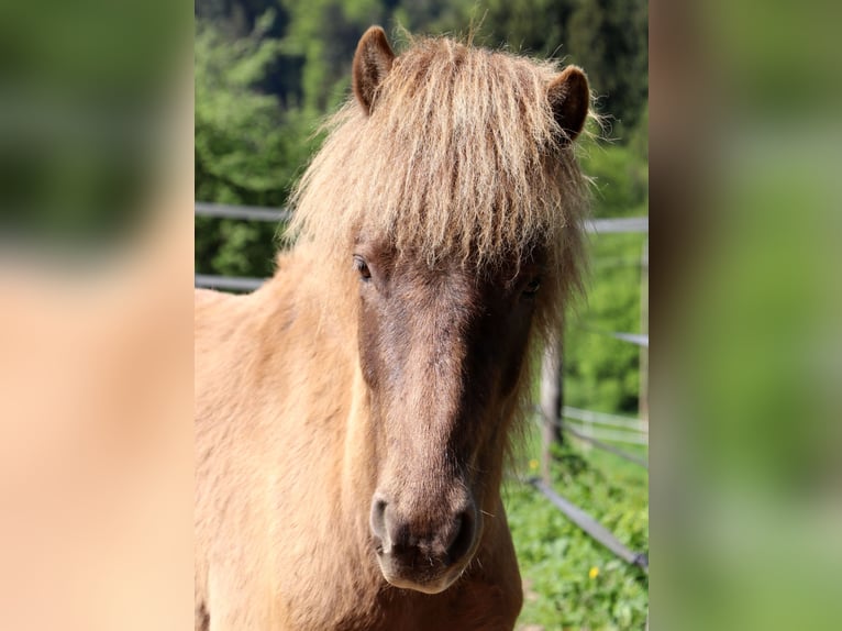 Icelandic Horse Gelding 5 years 13,1 hh Black in Kleines Wiesental