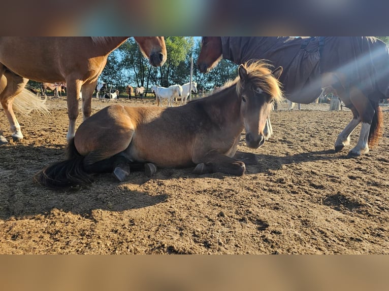 Icelandic Horse Gelding 5 years 13,1 hh Brown in BelzigBelzig