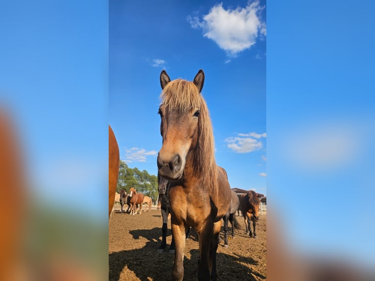 Icelandic Horse Gelding 5 years 13,1 hh Brown in BelzigBelzig