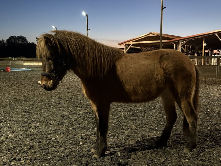 Icelandic Horse Gelding 5 years 13,1 hh Brown in Bad Belzig