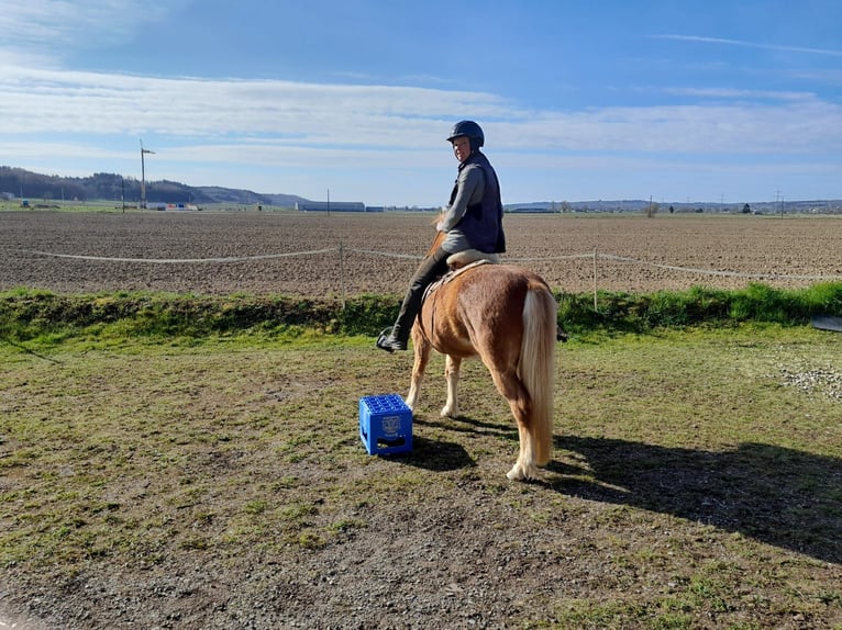 Icelandic Horse Gelding 5 years 13,2 hh Chestnut-Red in Buch