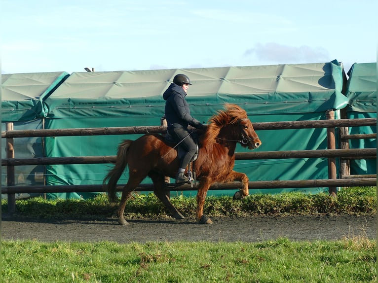 Icelandic Horse Gelding 5 years 13,2 hh Chestnut-Red in Euskirchen