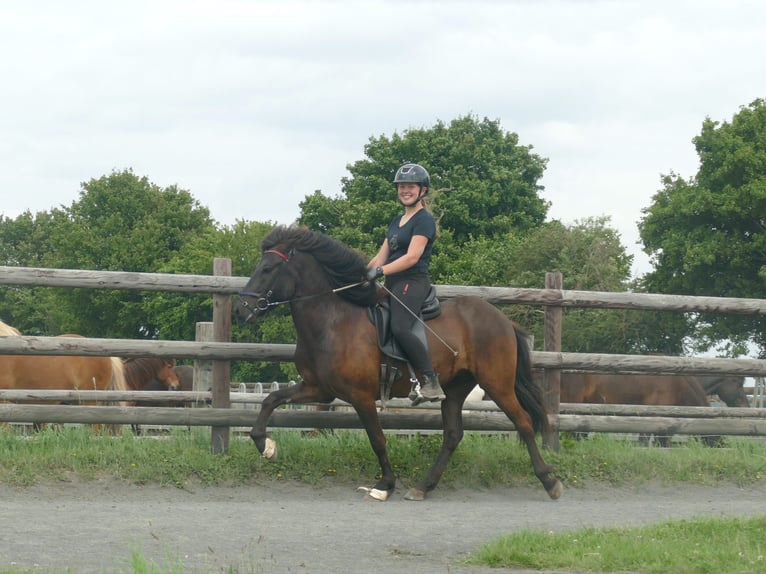 Icelandic Horse Gelding 5 years 13,3 hh Black in Euskirchen