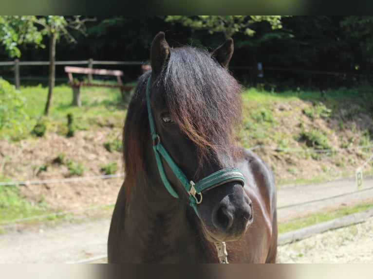 Icelandic Horse Gelding 5 years 13,3 hh Black in Lindlar