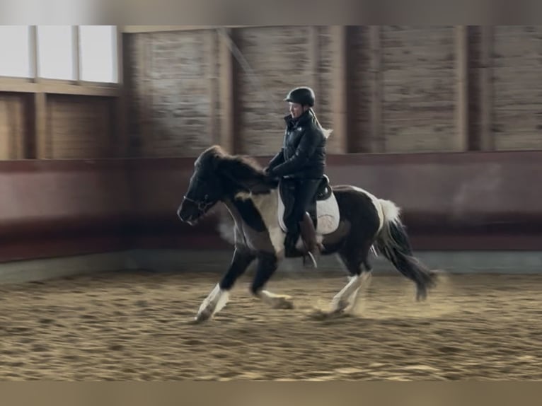 Icelandic Horse Gelding 5 years 13,3 hh Pinto in Achstetten