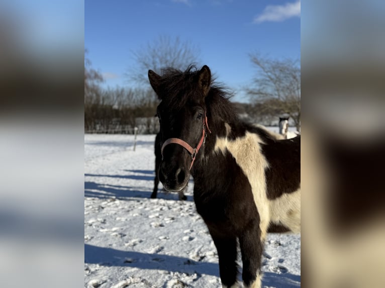 Icelandic Horse Gelding 5 years 13,3 hh Pinto in Achstetten